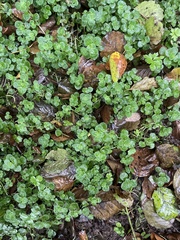 Chrysosplenium oppositifolium