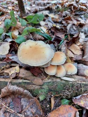 Hypholoma