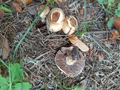 Agaricus