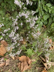 Symphyotrichum