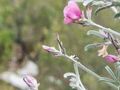 Indigofera complicata