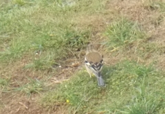 Fringilla coelebs gengleri