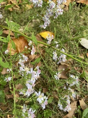 Symphyotrichum