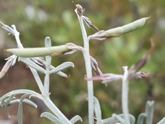 Indigofera complicata