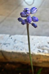 Muscari parviflorum