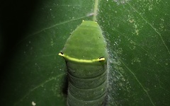 Graphium sarpedon nipponum
