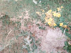 Saniculeae
