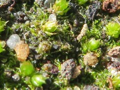 Cephaloziella