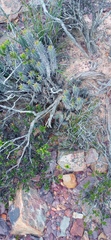 Euphorbia nesemannii