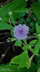 Centratherum punctatum