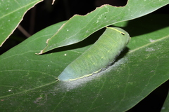Graphium sarpedon nipponum