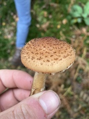 Armillaria ostoyae