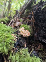 Hypholoma
