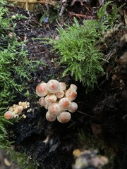Hypholoma