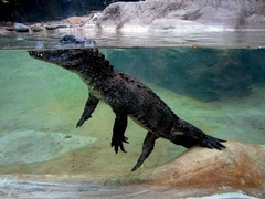 Crocodylia