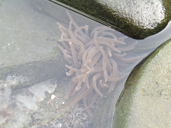 Anemonia viridis