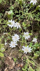 Jungia sordida