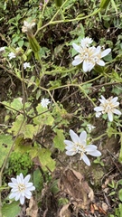 Jungia sordida