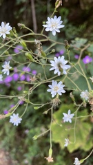 Jungia sordida