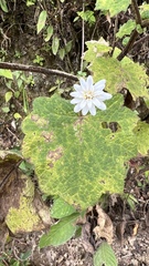 Jungia sordida