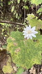 Jungia sordida