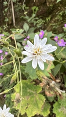 Jungia sordida