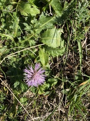 Cirsium acaule