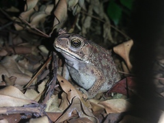 Duttaphrynus melanostictus