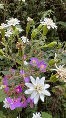 Jungia sordida