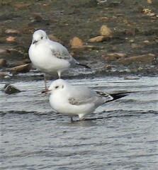 Chroicocephalus ridibundus