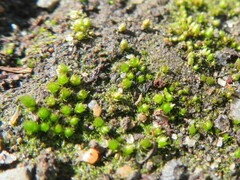 Cephaloziella