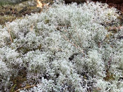 Cladonia rangiferina