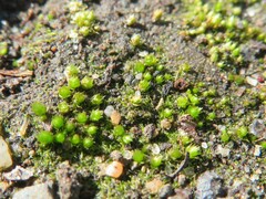 Cephaloziella