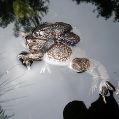 Sclerophrys capensis
