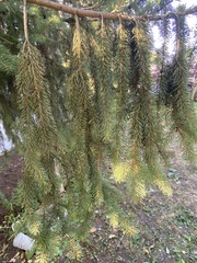 Picea abies
