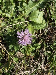 Cirsium acaule