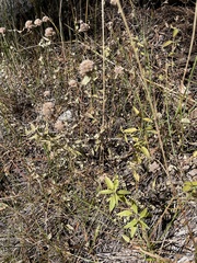 Menthinae