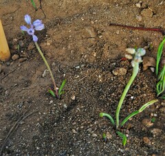 Muscari parviflorum
