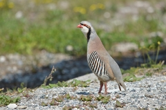 Alectoris chukar