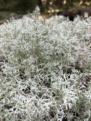 Cladonia rangiferina
