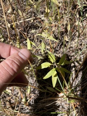 Menthinae