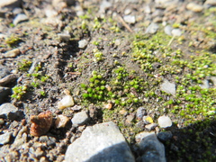 Cephaloziella