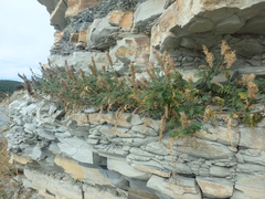Astragalus onobrychis