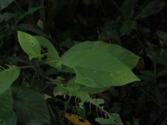 Dendrocnide meyeniana