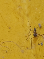 Physocyclus globosus