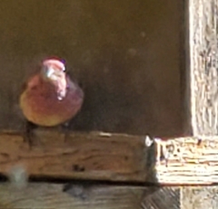 Haemorhous purpureus