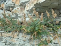 Astragalus onobrychis
