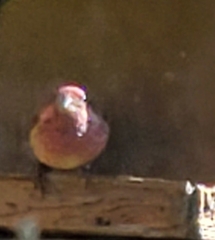 Haemorhous purpureus