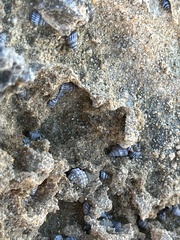 Littorininae