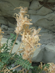 Astragalus onobrychis